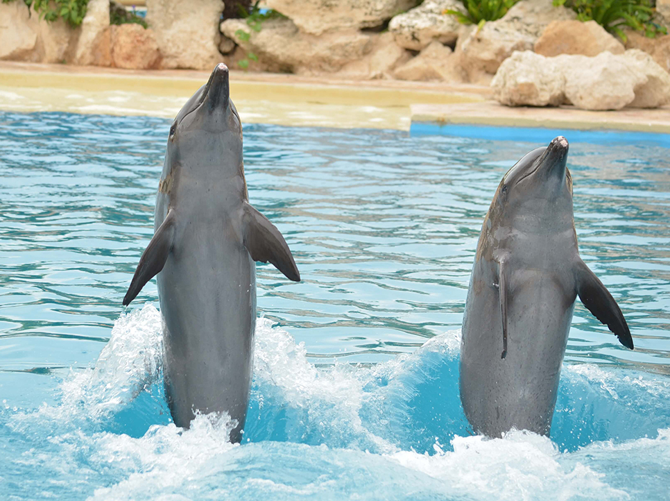 Nado con Delfines en Cancún Isla Mujeres